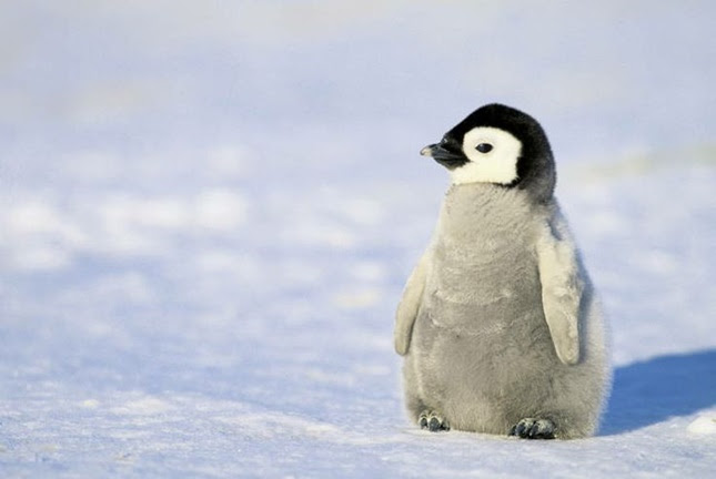 Div ペンギン 可愛い 画像 ペンギン 画像 可愛い イラスト Jokiyojossrolasblogjp