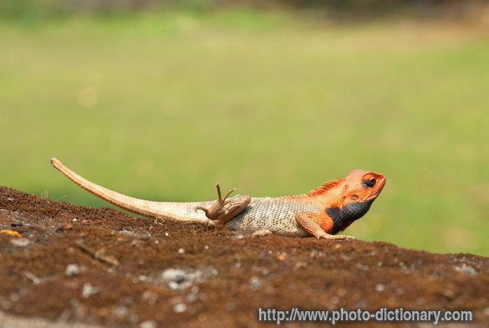 Agama in a sentence and translation of agama in english dictionary with audio pronunciation by dictionarist.com. Agama Photo Picture Definition At Photo Dictionary Agama Word And Phrase Defined By Its Image In Jpg Jpeg In English