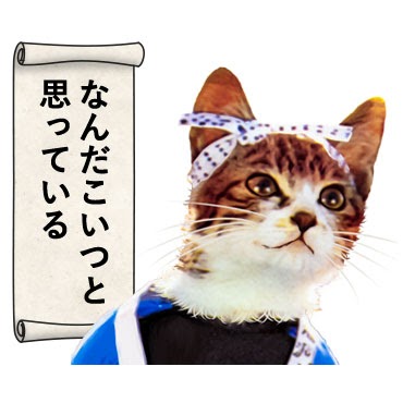 70以上 壁紙 なめ 猫 画像 Kabegaminyohljpg