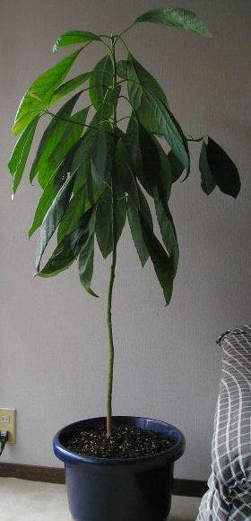 アボカド 葉が垂れる Kasogeh