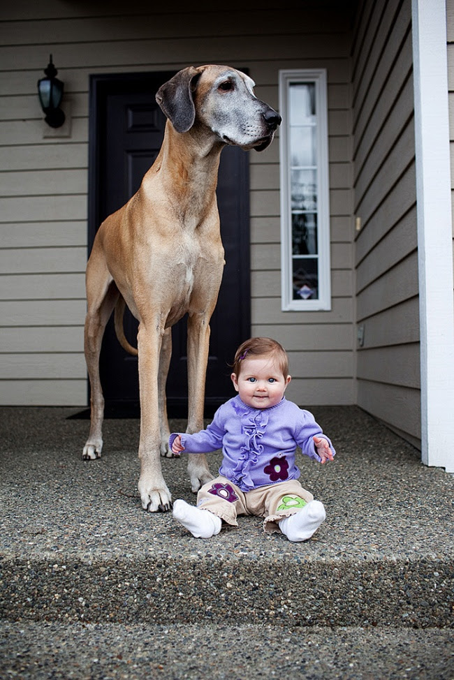 http://s.fishki.net/upload/post/201412/02/1339454/7172060-r3l8t8d-650-cute-big-dogs-and-babies-35.jpg