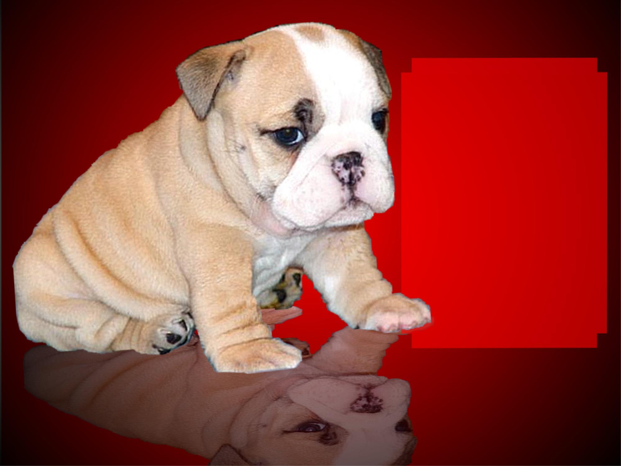 Blue eye english bulldog puppies are some of the rarest bulldogs and we have them here. English Bulldog Stud Service Bulldog Puppies For Sale Bulldog Stud