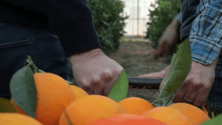 Gastronomie : dans les Bouches-du-Rhône, un des rares producteurs français d'oranges fait le bonheur d'un restaurant trois étoiles