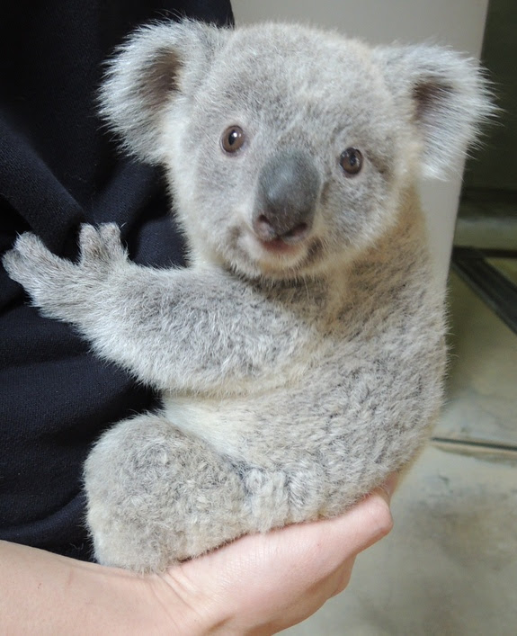 ラブリー可愛い コアラ 絵 最高の動物画像