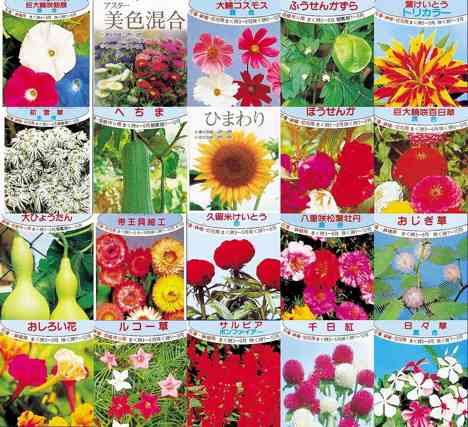 これまでで最高の春 種まき 花 美しい花の画像