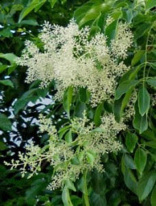 すべての美しい花の画像 Hd限定トネリコ 花 咲かない
