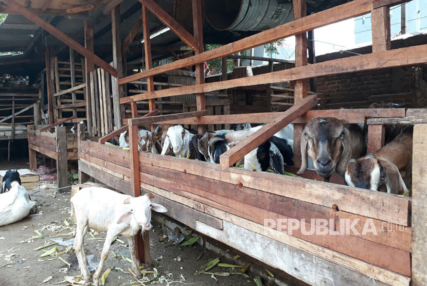  Idul  Adha  Larangan  Potong  Kuku Ketisyer