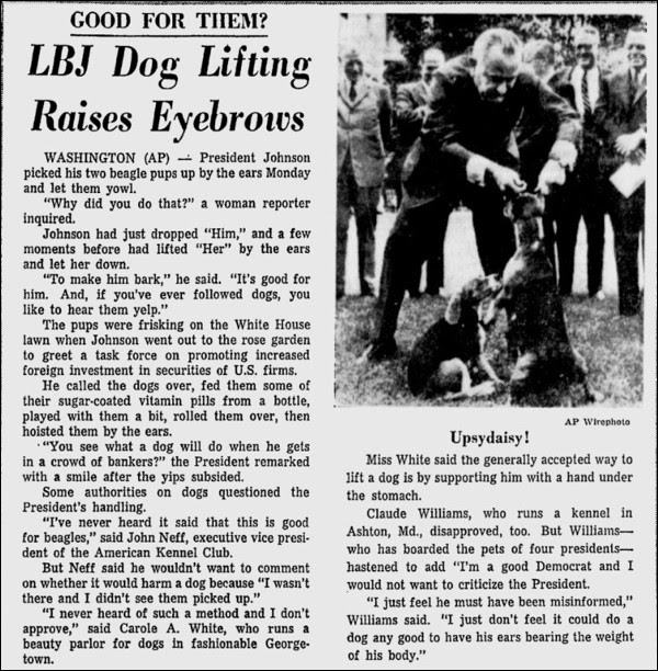 In 1966, president johnson's daughter luci found a stray terrier mix dog at a gas station in texas while heading to her father's ranch. Lyndon Johnson Lifts Dogs By Their Ears