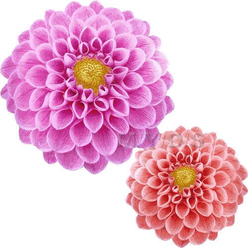 すべての美しい花の画像 ベスト50 ダリア 花 画像 無料
