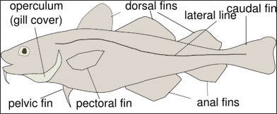 Download fish: fish gills svg free