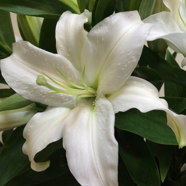 綺麗なユリ 花弁 最高の花の画像