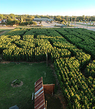 Check spelling or type a new query. Hall S Pumpkin Farm And Corn Maze Grapevine Texas Corn Maze Hayrides Pumpkin Patch Parties