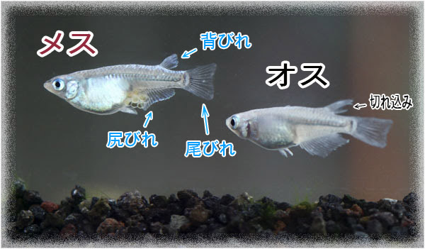 Japan Image メダカ オスメス 区別