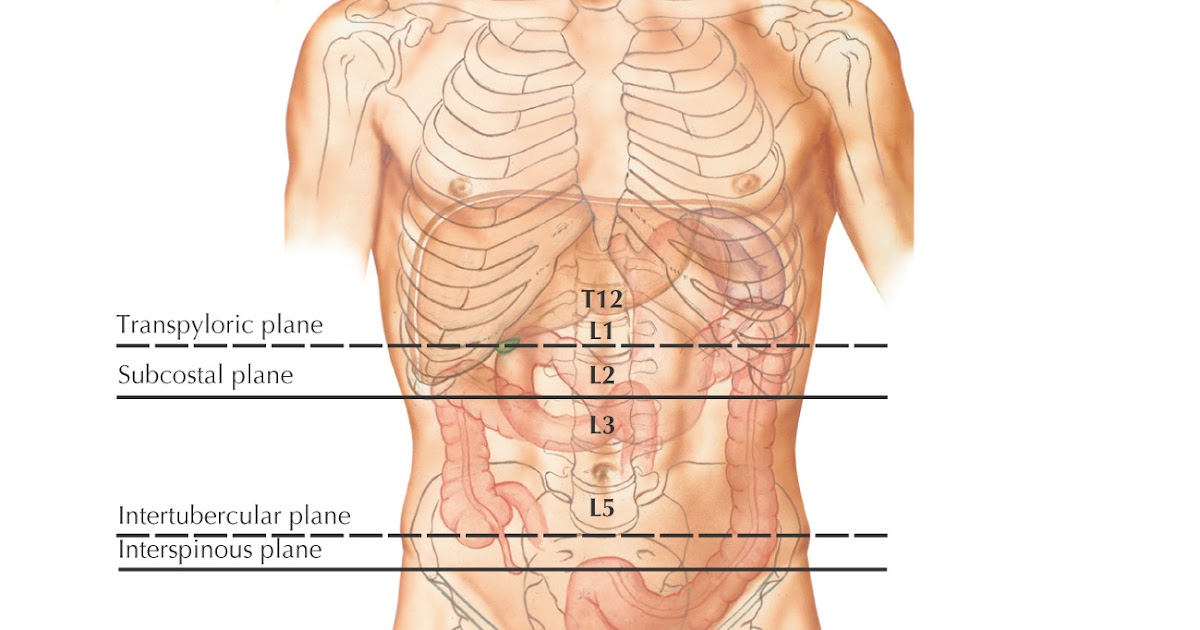 Upper Torso Anatomy - Medical Illustration Of Medicine ...