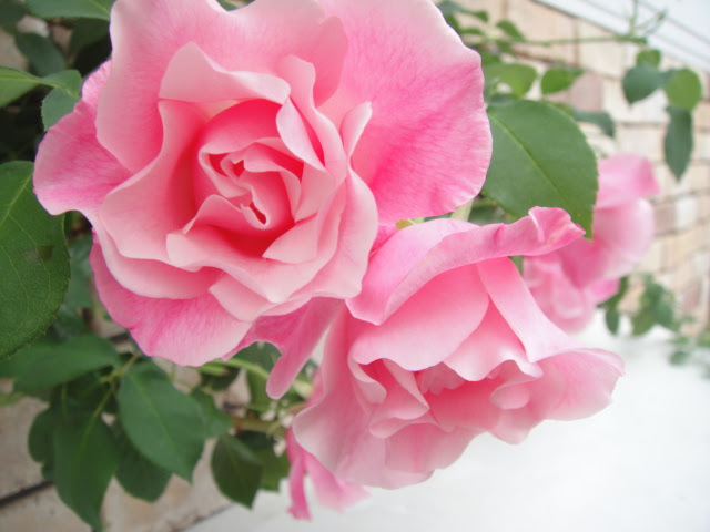 最高の風水 庭 バラ すべての美しい花の画像