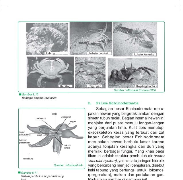 Contoh Hewan Dari 8 Filum Invertebrata - Contoh 193