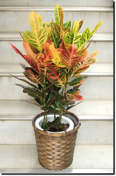 すべての花の画像 トップ100 クロトン 品種