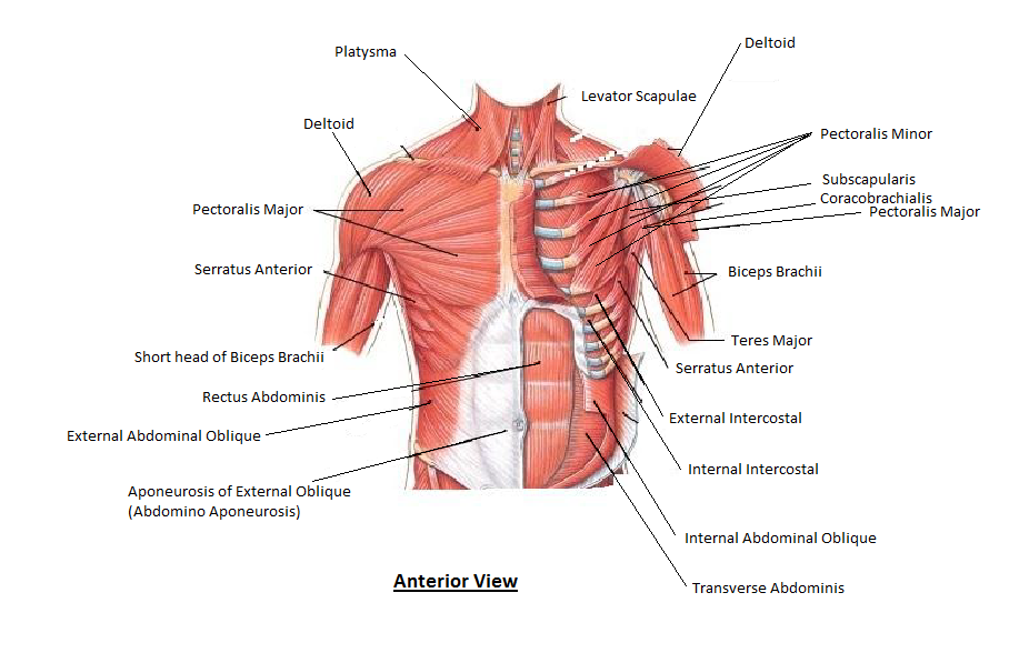 The pectoralis major, pectoralis minor, serratus anterior and subclavius. Muscles Of The Chest And Abdomen Picture Anterior View Of The Thorax Muscles Not Labeled Png File Size 218 Kb File Type Png Download File Powered By Create Your Own Unique Website With Customizable Templates Get Started Mobile Site