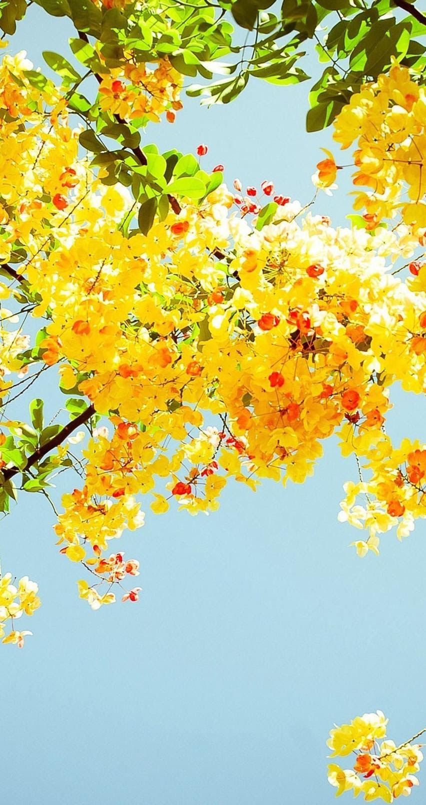 Download Download Wallpaper Hd Nature Yellow