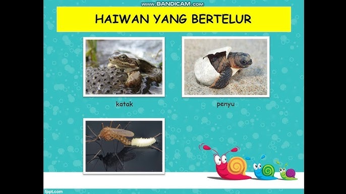 Haiwan Bertelur Dan Beranak