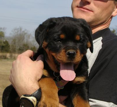 We are pure bred german rottweiler breeders with puppies for sale. Gentrycreekrottweilers