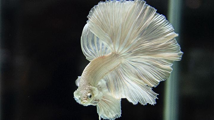 Aquarium Unik Ikan Cupang / Model Akuarium Modern Untuk ...