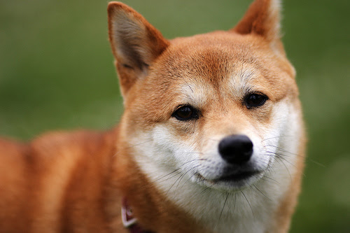 最高の無料イラスト 驚くばかり柴犬 画像 フリー