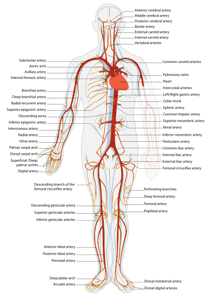 The thyrocervical trunks ascend from the subclavian arteries and branch to provide blood supply to the thyroid and various muscles in the neck. Human Arterial System Howmed