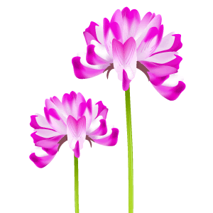 50 素晴らしいれんげ 花 イラスト インスピレーションを与える名言
