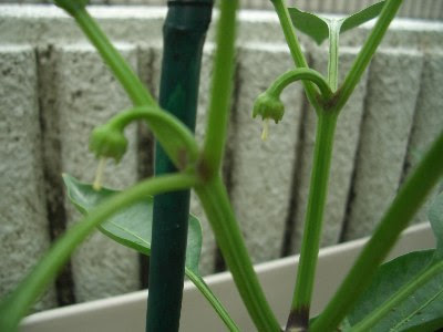 70以上 ピーマン 花が落ちる ピーマン 花が落ちる 原因 Akupituwall