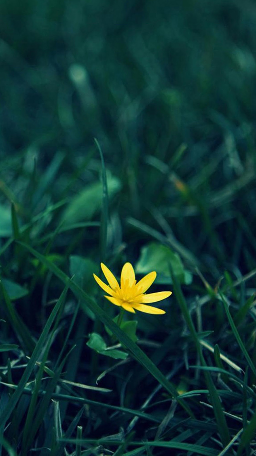 Sony Xperia Xz Premium Wallpaper Udin