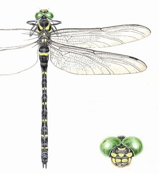 美しい花の画像 トップ100オニヤンマ イラスト トンボ