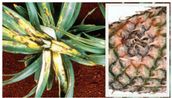 Lantas berapa lama virus corona bertahan hidup di permukaan atau benda? Penyakit Pada Tanaman Nanas Ananas Comosus Agri Upm