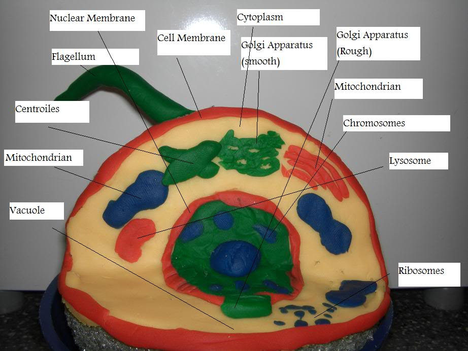 We did not find results for: Animal Cell Cake Life Through A Looking Glass Of Biochem