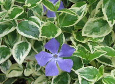 上花の名前 紫 最高の花の画像