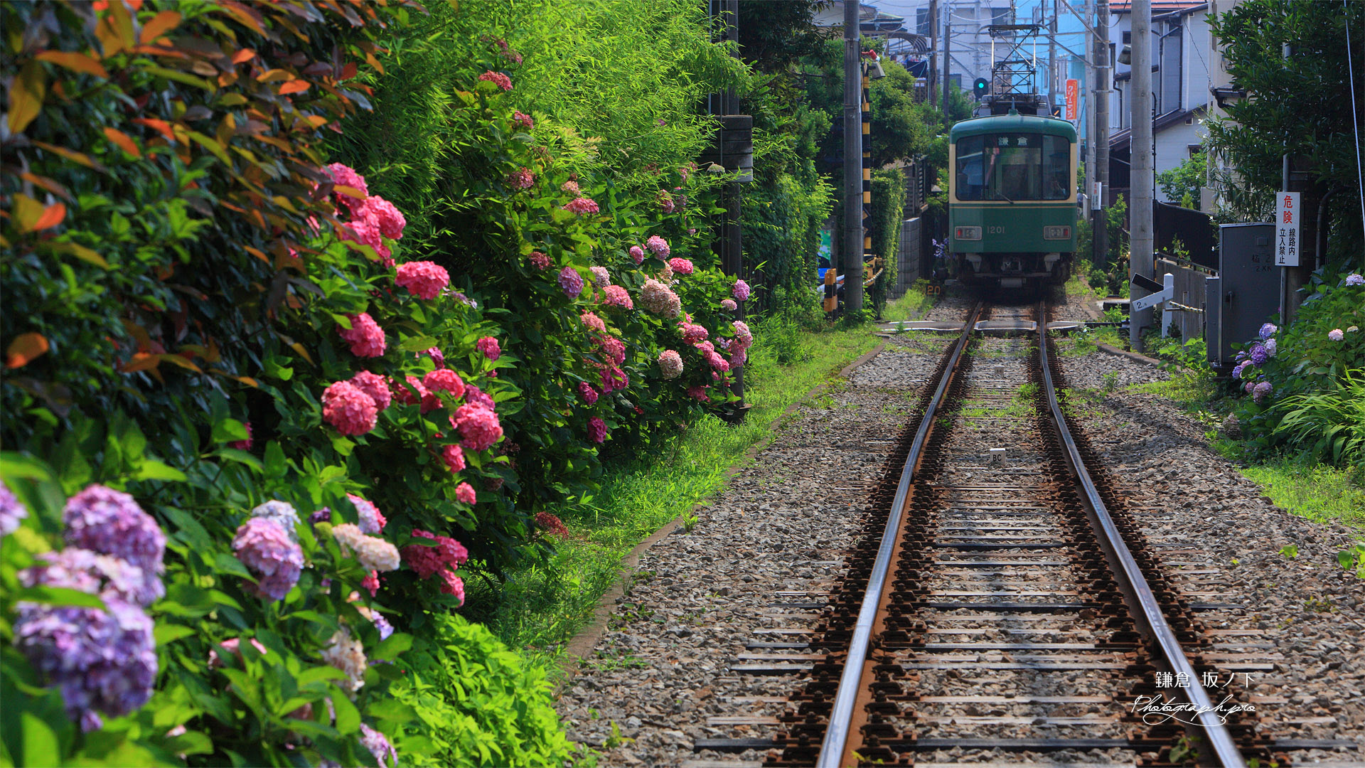 デスクトップ壁紙 19x1080 紫陽花 壁紙 Pc Sikatbabatkkvv