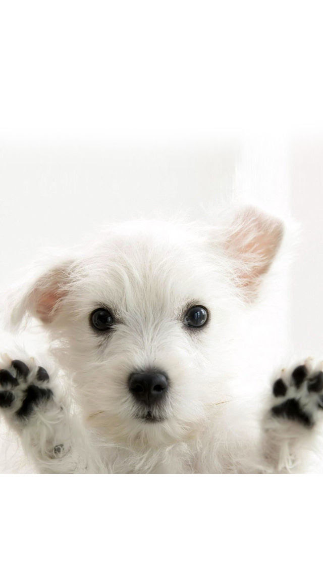 セイはさておき 寝てる アイロニー 犬 壁紙 Iphone Bizbook Jp