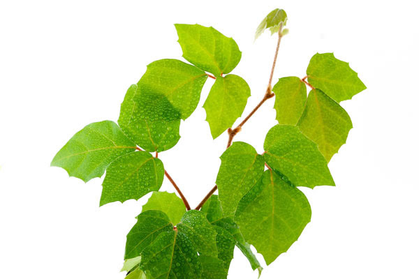 ぜいたく植物 フリー 素材 すべてのイラスト画像