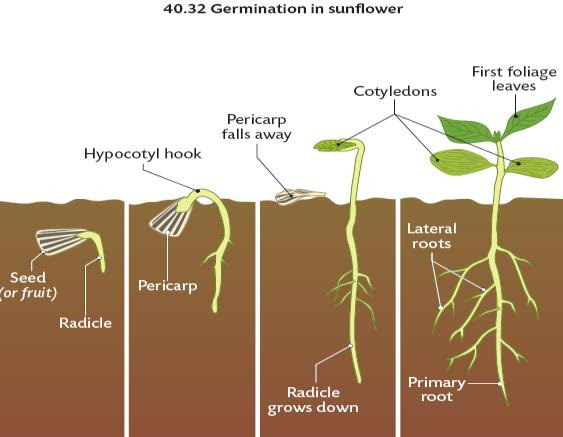 Use The Diagram To Determine What Flower Structures
