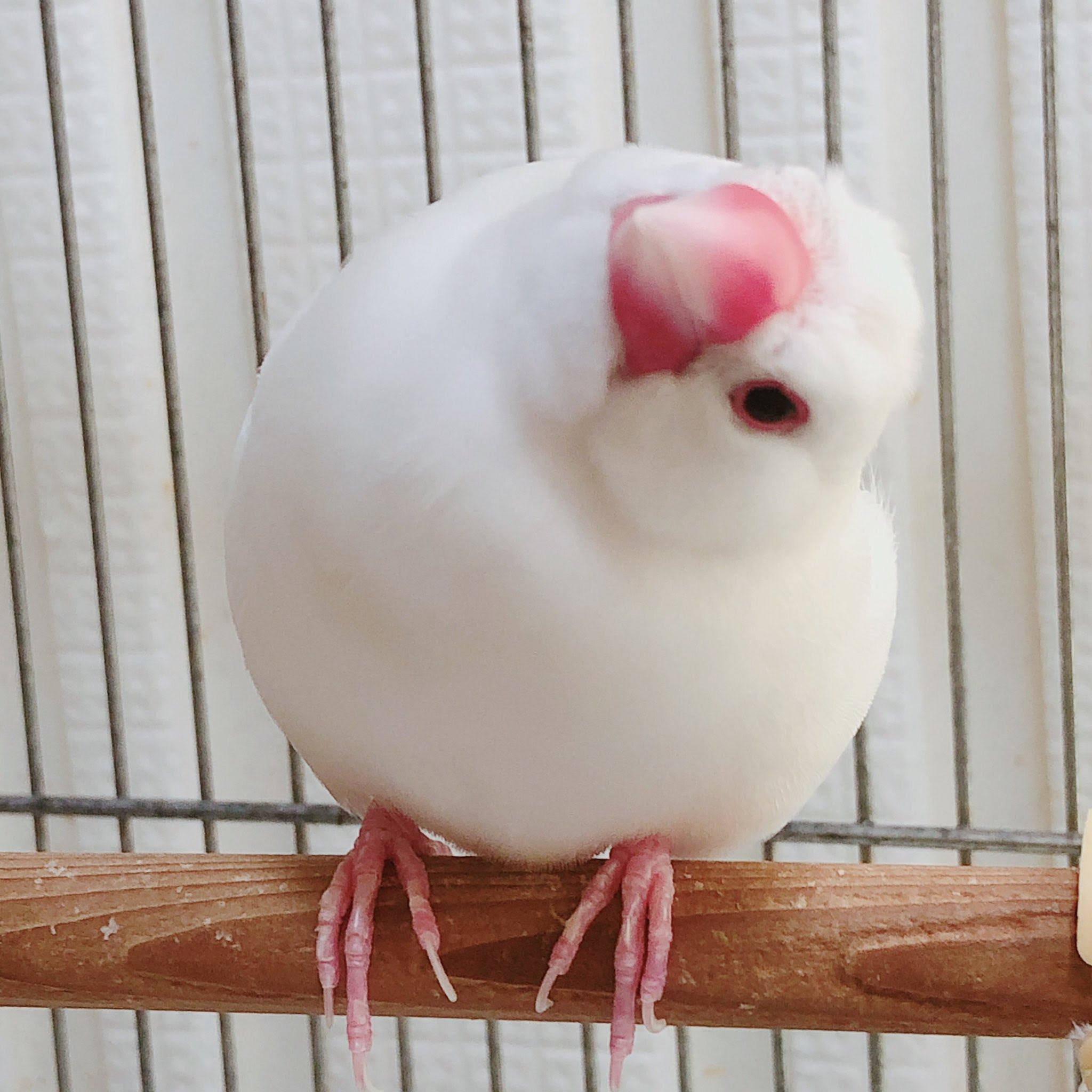 元の白 文鳥 かわいい 日本のイラスト