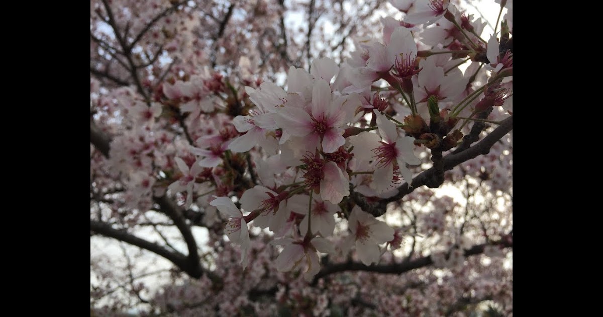 25 Gambar Bunga Sakura Asli  Cari Gambar  Keren HD