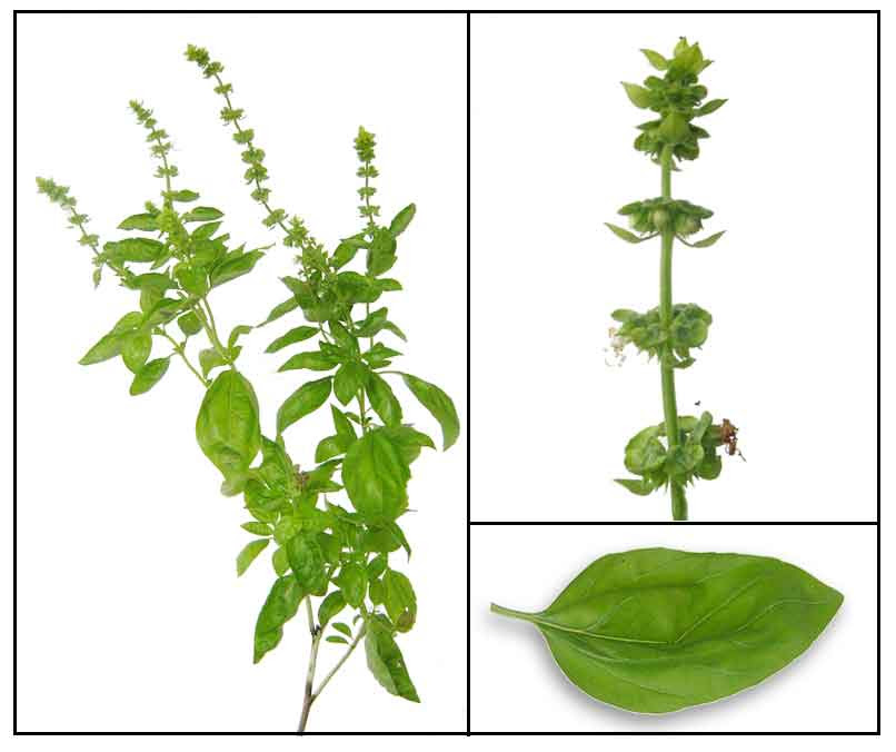 Thais treat them as separate entities and so these basils are. Balanoy Solasi Ocimum Basilicum Basil Luo Le Herbal Therapy Alternative Medicine In The Philippines