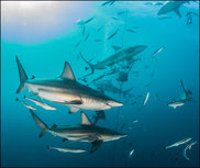 Blacktip shark