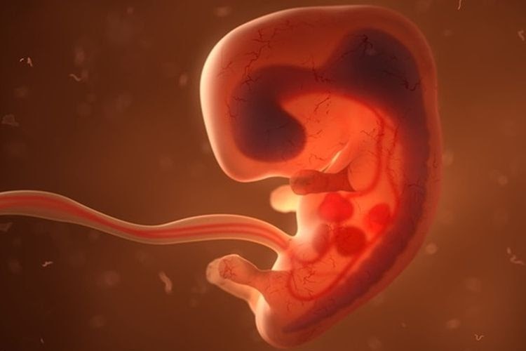 Tahapan Perkembangan Embrio Pada Manusia Secara Berurutan ...