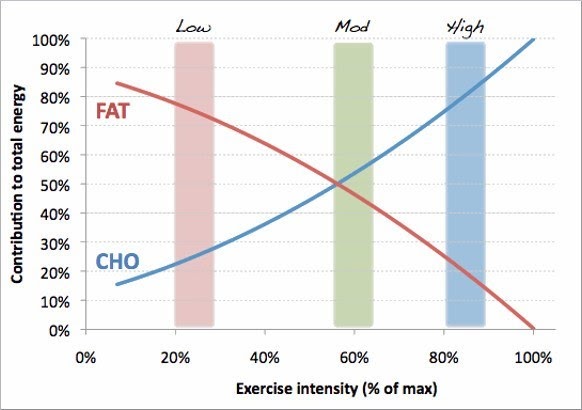 The Role Of Carbohydrate, Fat And Protein As Fuels For ...