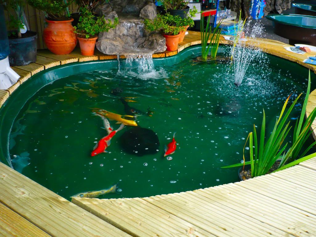 Gambar Taman Rumah Dan Kolam Ikan Blog Images