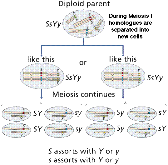 We did not find results for: Intro To Genetics