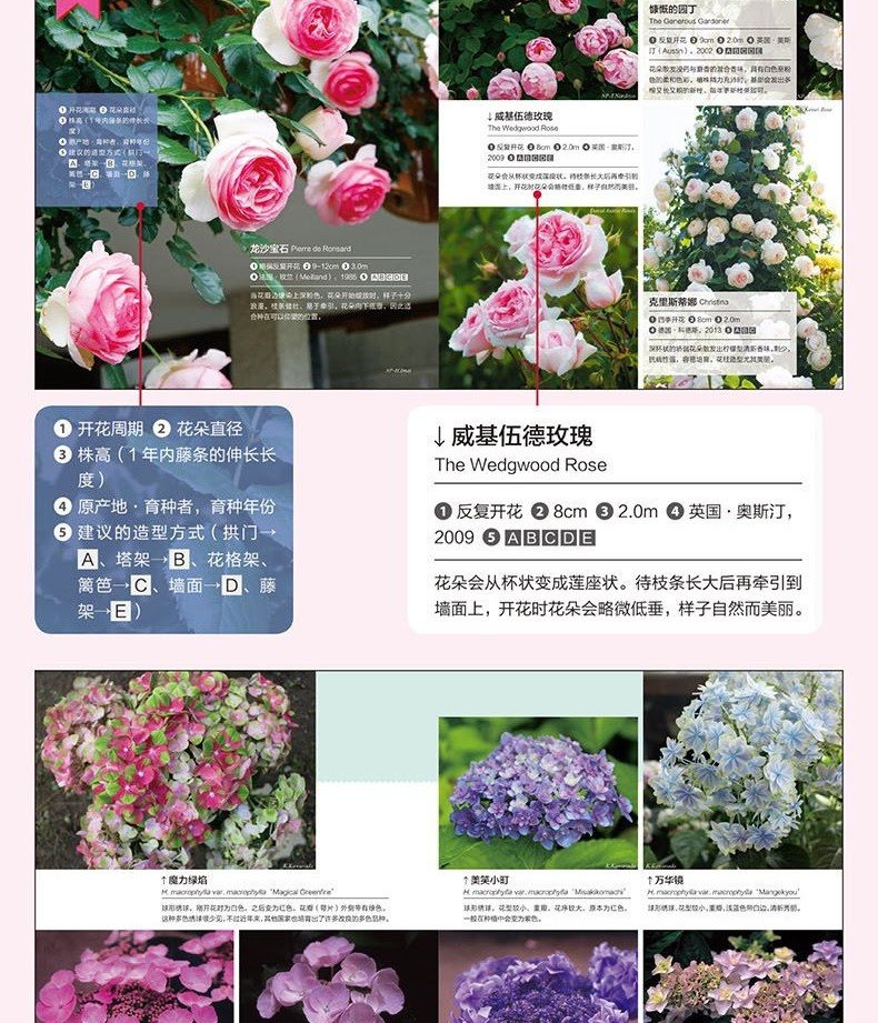 トップレート Minecraft 花 栽培 最優秀ピクチャーゲーム