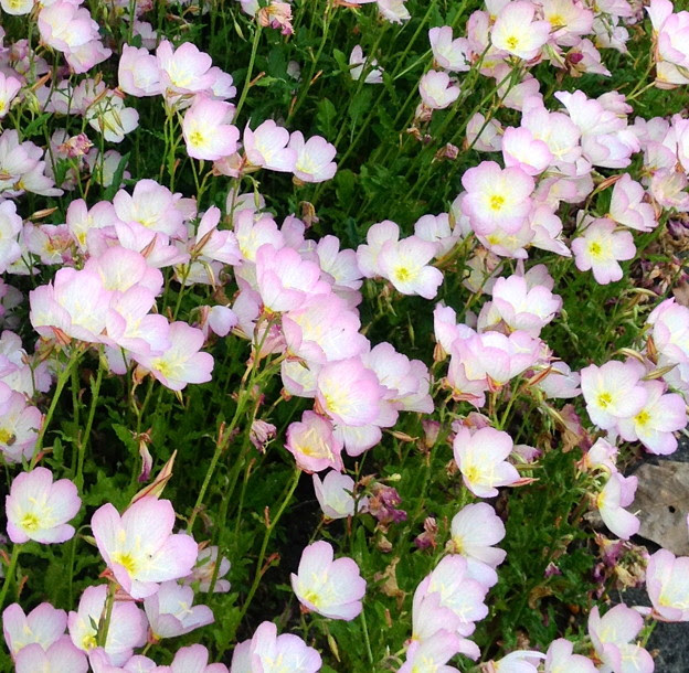 トップ100白 ピンク 花 最高の花の画像