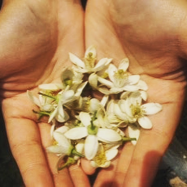 驚くばかりネロリ 花 言葉 最高の花の画像